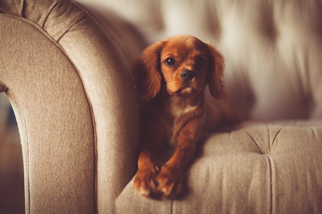 Mascota descansando en un sofá